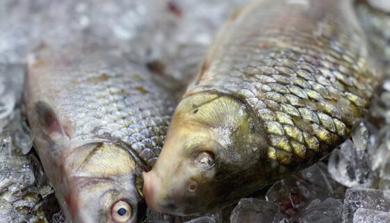 Jakie korzyści przynosi jedzenie ryb - zdrowe przepisy