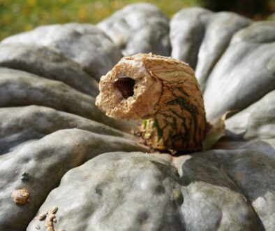 Jak kreatywnie wykorzystać sezonowe warzywa - jesień w kuchni